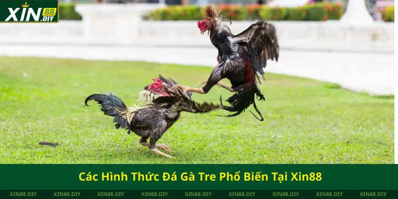 Các Hình Thức Đá Gà Tre Phổ Biến Tại Xin88