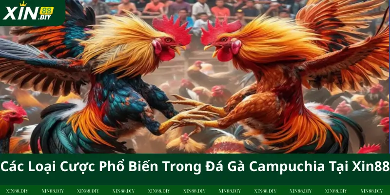 Các Loại Cược Phổ Biến Trong Đá Gà Campuchia Tại Xin88