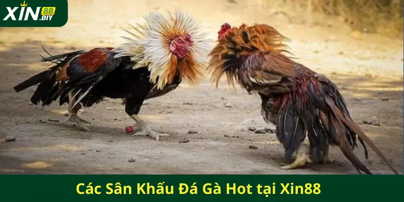 Các Sân Khấu Đá Gà Hot tại Xin88