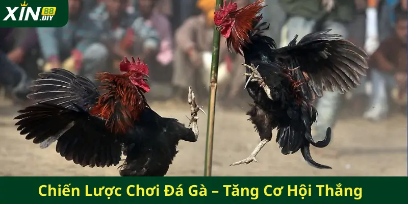 Chiến Lược Chơi Đá Gà – Tăng Cơ Hội Thắng