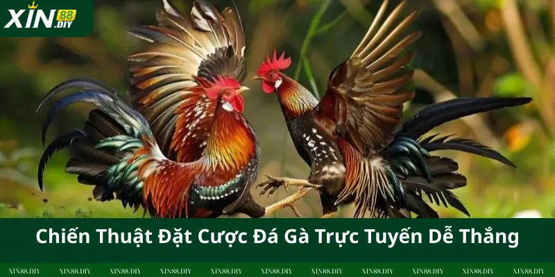 Chiến Thuật Đặt Cược Đá Gà Trực Tuyến Dễ Thắng