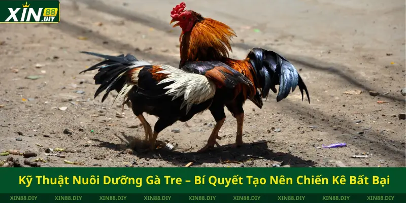 Kỹ Thuật Nuôi Dưỡng Gà Tre – Bí Quyết Tạo Nên Chiến Kê Bất Bại