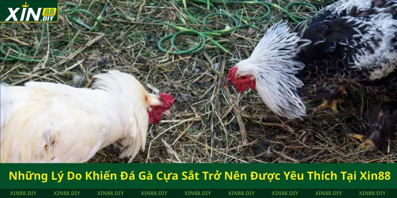 Những Lý Do Khiến Đá Gà Cựa Sắt Trở Thành Môn Thể Thao Được Yêu Thích Tại Xin88