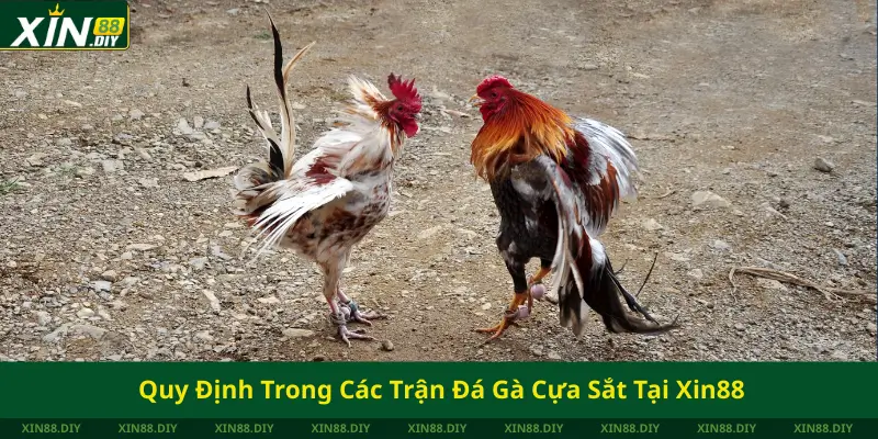 Quy Định Trong Các Trận Đá Gà Cựa Sắt Tại Xin88