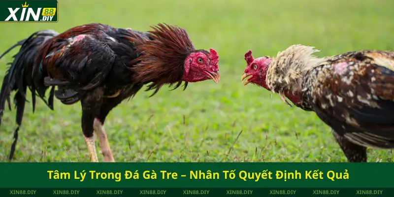 Tâm Lý Trong Đá Gà Tre – Nhân Tố Quyết Định Kết Quả
