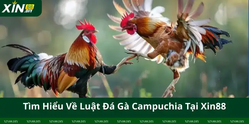 Tìm Hiểu Về Luật Đá Gà Campuchia Tại Xin88